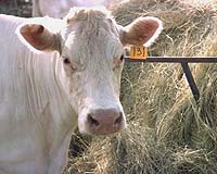 California's First Cow Power Project Opened