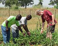 Cowpea protected from a devastating pest, free for smallholder African farmers