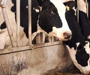 New Zealand court suspends farm sale to Chinese firm