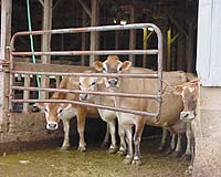 Oil Mist Reduces Airborne Hazards In Concentrated Swine Feeding Operation