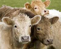 Bion Recieves Support For Integrated Beef And Biofuel Project