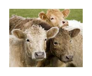 Australians buy cows and sheep with a mouse