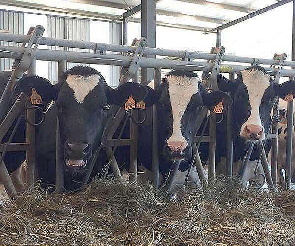 Study: Meat, dairy companies lack strategy to fully address emissions