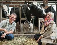 Dairy farmers should rethink a cow's curfew