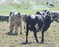 India bans Chinese dairy products