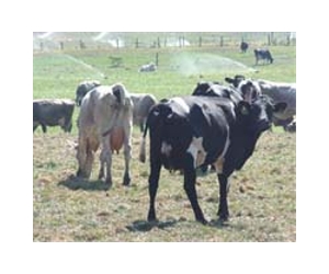 Agony for Japan livestock farmers in nuclear crisis
