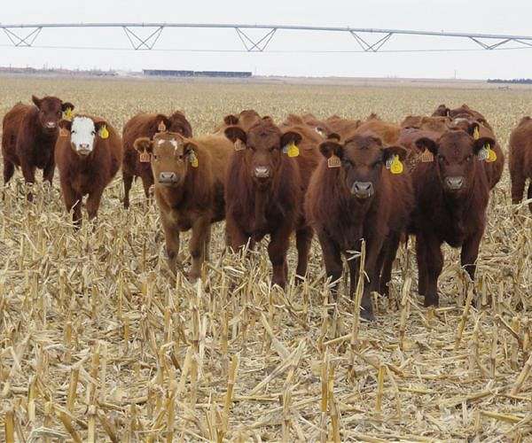 Two atypical cases of mad cow disease detected in Brazil