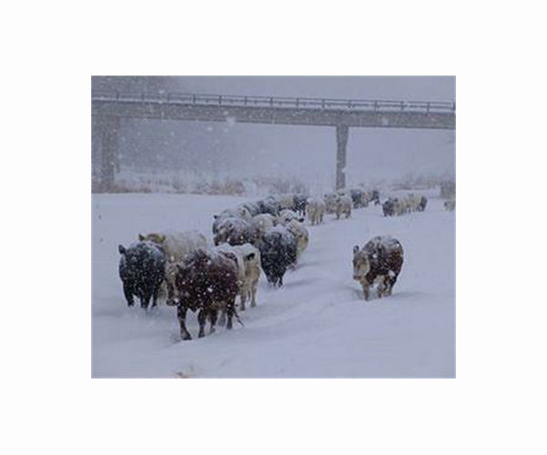 Reed harvest in snowy Poland