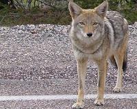 How coyotes conquered the continent