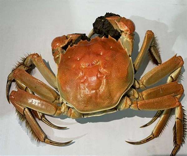 Crab shells could help power the next generation of rechargeable batteries