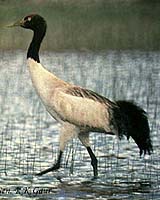 China's Black-Necked Crane Under Satellite Surveillance