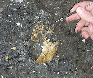 Researchers discover rare fossil ape cranium in China