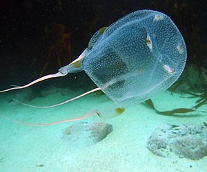 Swimming Jellyfish May Influence Global Climate