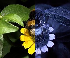Fred Can Help Explain How A Bee Sees