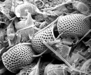 Arctic Climate Variation Under Ancient Greenhouse Conditions
