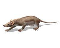 Prehistoric mammal likely suffered from hair disease