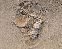 Fossil footprints challenge established theories of human evolution