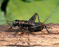 Scientists Create Artificial Cricket Hairs