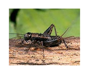 Jurassic chirp: scientists recreate ancient cricket song