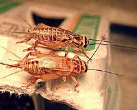 Observing Crickets Giving Birth In Space