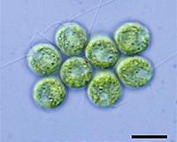 Cells and their genes continue to function after death, study proves