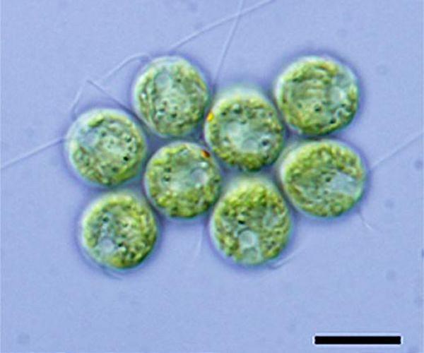Algae-feed research for US dairy recieves $10M funding boost