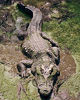 Stranded crocodiles starve to death on Zimbabwe farm