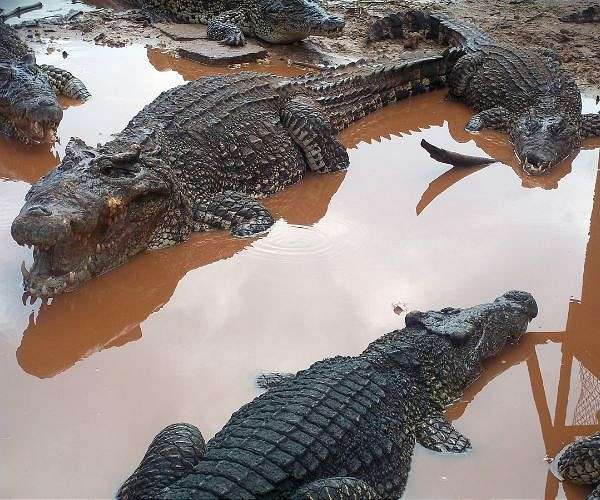 Israel culls more than 200 crocodiles at West Bank farm