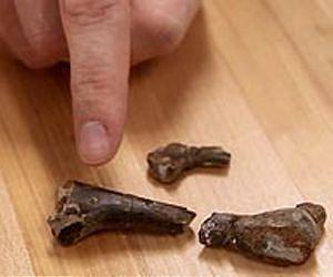 Research at Mines Unearths New Dinosaur Species