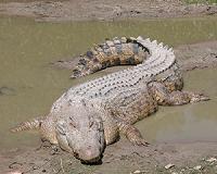 Even crocodiles need to let loose