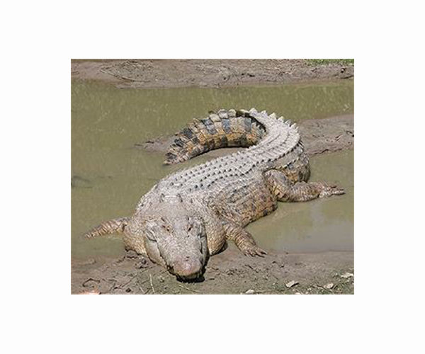 From edge of extinction to Australia's croc 'paradise'