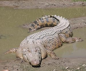 UF scientists discover new crocodilian, hippo-like species from Panama