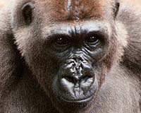 World's Rarest Gorilla Finds Sanctuary
