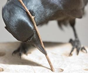Crafty Crows Picking Out The Fat