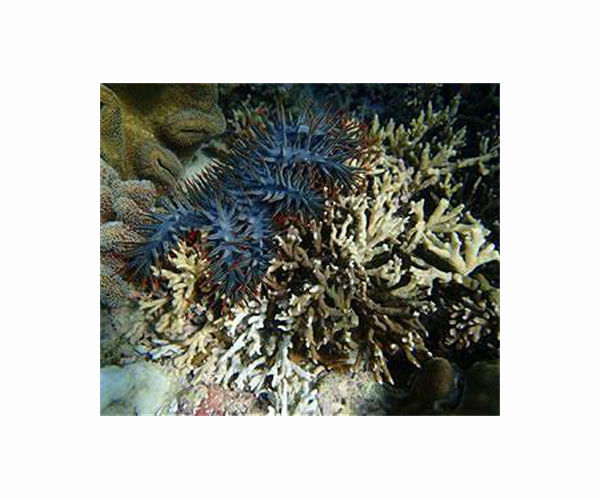 Scientists find chink in coral-eating starfish armour