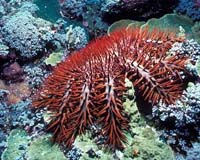 Echinoderms Contribute To Global Carbon Sink