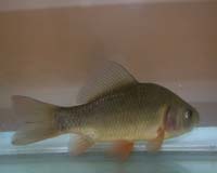 Physiology Allows Crucian Carp To Survive Without Oxygen