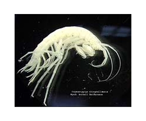 Giant creature found in ocean depths