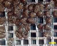 Factors promoting growth of cryoconite granule formation and glacial-ice sheet melting