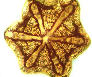 High pressure gold nanocrystal structure revealed