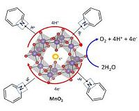 Insights from nature for more efficient water splitting