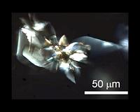 On the path toward molecular robots