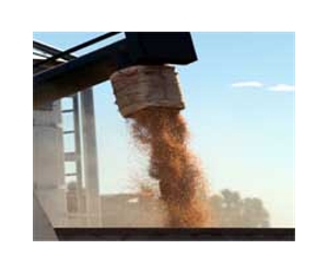 Brazil's soybean bonanza hampered by choking ports