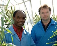 CSIRO Enlisted To Avert Global Wheat Supply Crisis