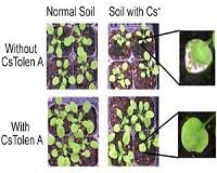 Protecting crops from radiation-contaminated soil