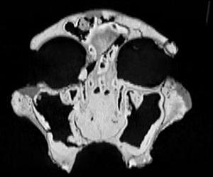 CT study of early humans reveals evolutionary relationships