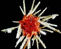 Treasure Trove Of New Species Deep In Antarctic Ocean