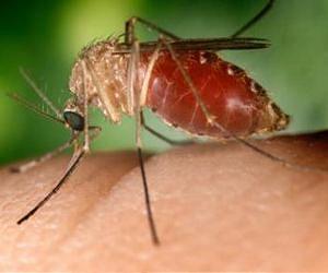 Effects of climate change on West Nile virus
