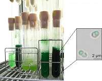 Scientists find a 'switch' to increase starch accumulation in algae
