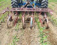 Tillage timing influences nitrogen availability and loss on organic farms
